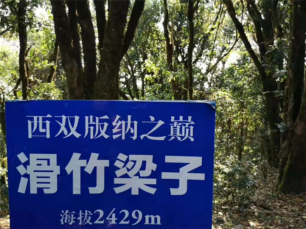 滑竹梁子白茶开始制作了，正在抓紧时间采摘鲜叶