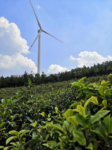 2020纳新云南茶山行——星火山