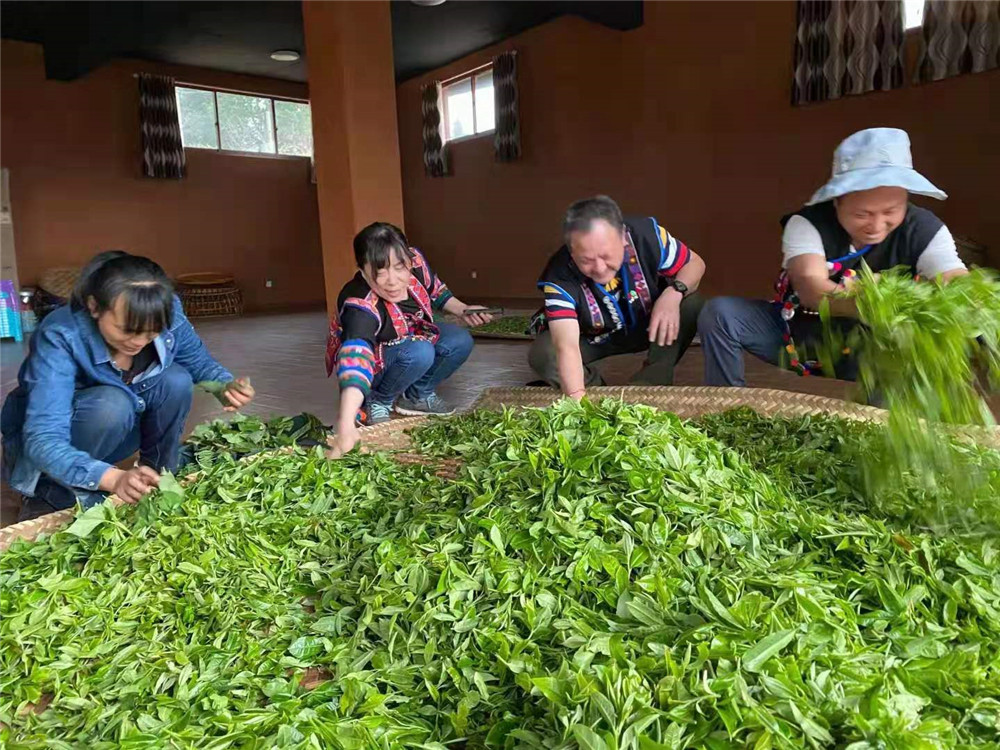 纳新茶业