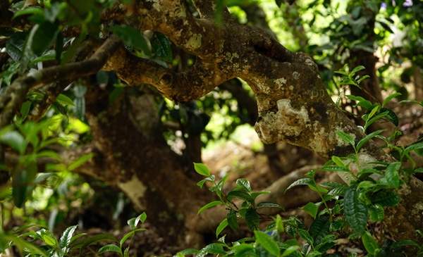2016明前野生古树滇红