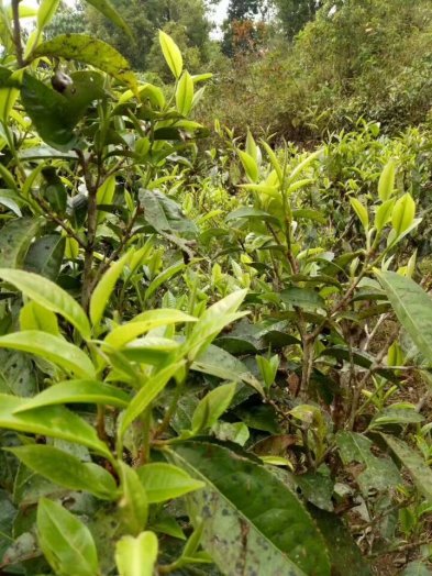 纳新2017年部分新茶已制作完成于今天从勐海发出