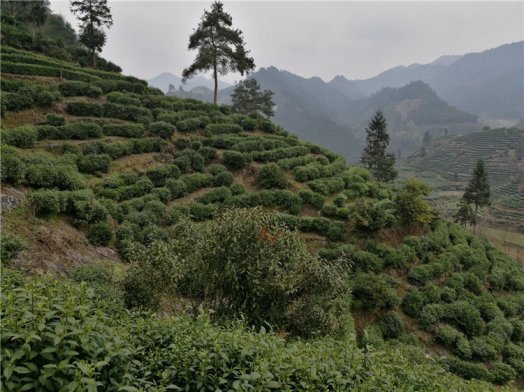 2018纳新湖南湘西茶山行——保靖黄金茶