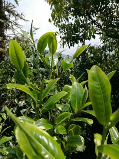 邦盆第一批古树茶今天清茶下山开始制作
