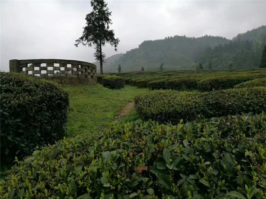 纳新＂㵲阳特级高山云雾绿茶＂即将发往长沙