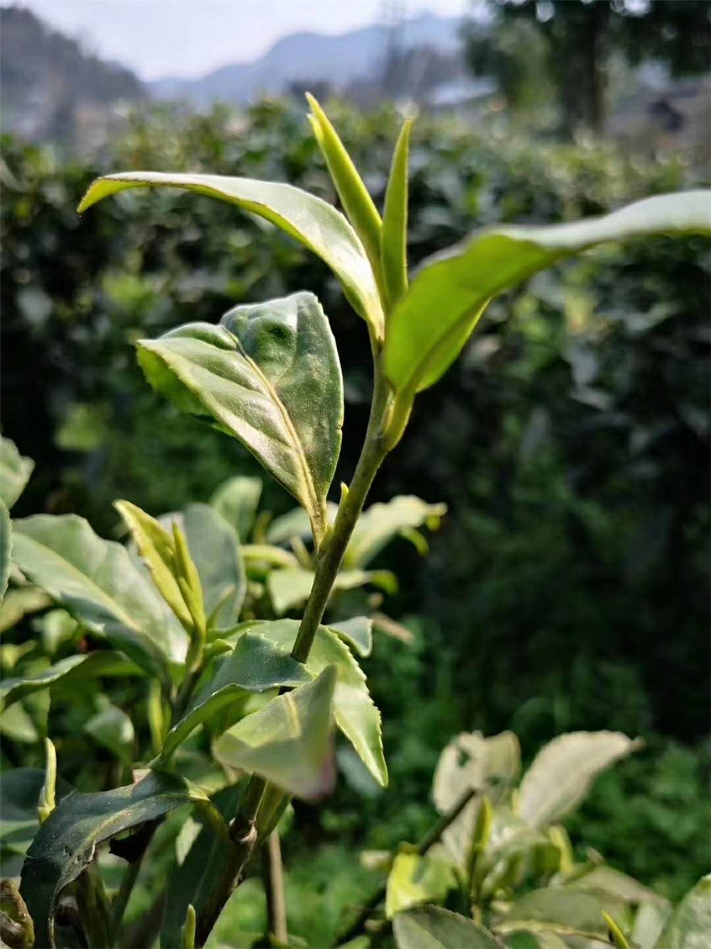 第一批保靖黄金茶即将上市，火热预定中...