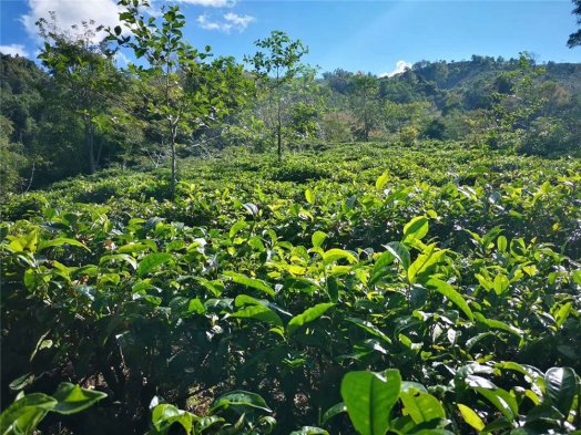 2019纳新勐海茶山行 —— 活动日程安排