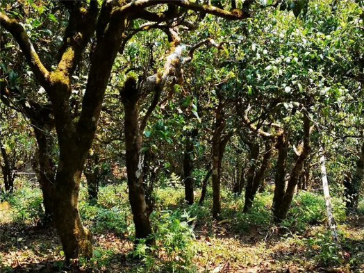 2019纳新勐海茶山行 —— 滑竹梁子头春茶