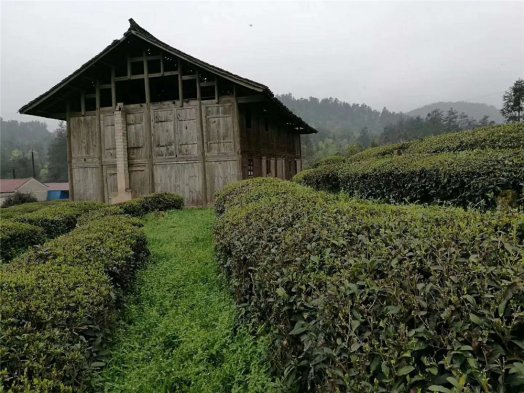 贵州舞阳茶厂今年第一批头春茶正在加工中，下周一发往长沙